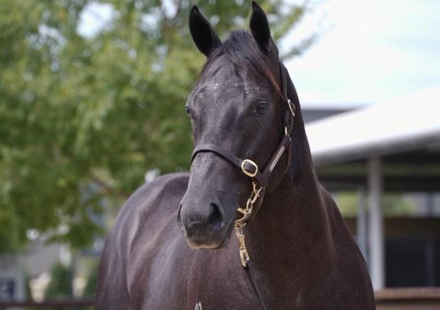 D'Argento x Terminally Pretty