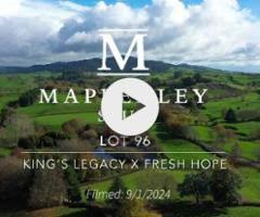 KING'S LEGACY x FRESH HOPE 22 Filly