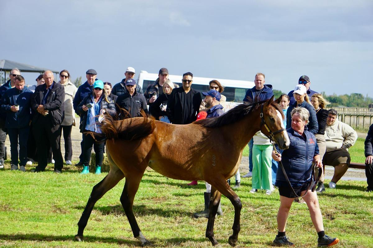 Wild Ruler x Face Forward filly