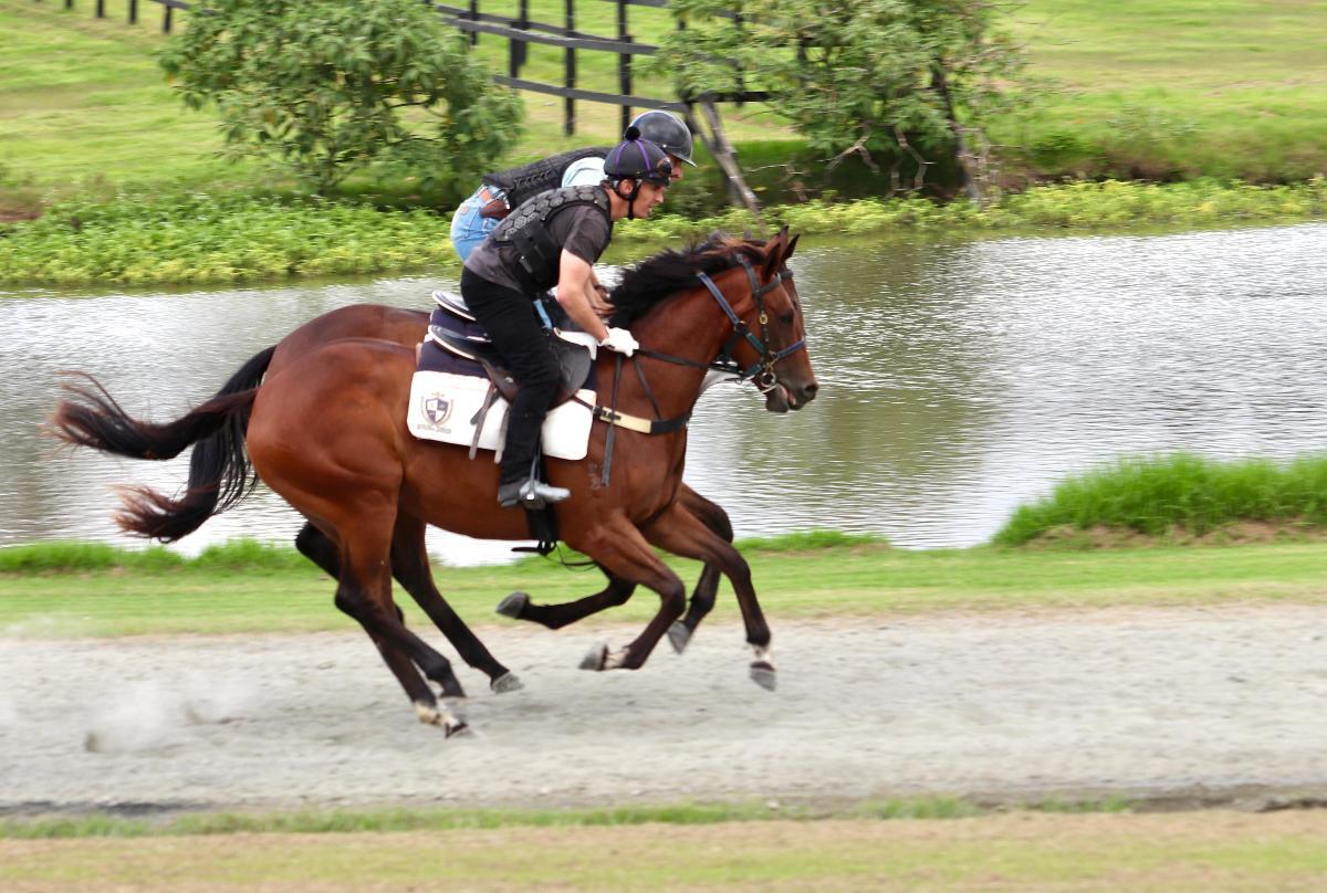 Ave Cantare (2yo filly by Microphone)