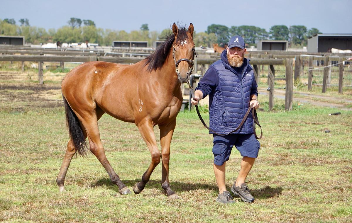Anders x Madame Trop Vite Filly