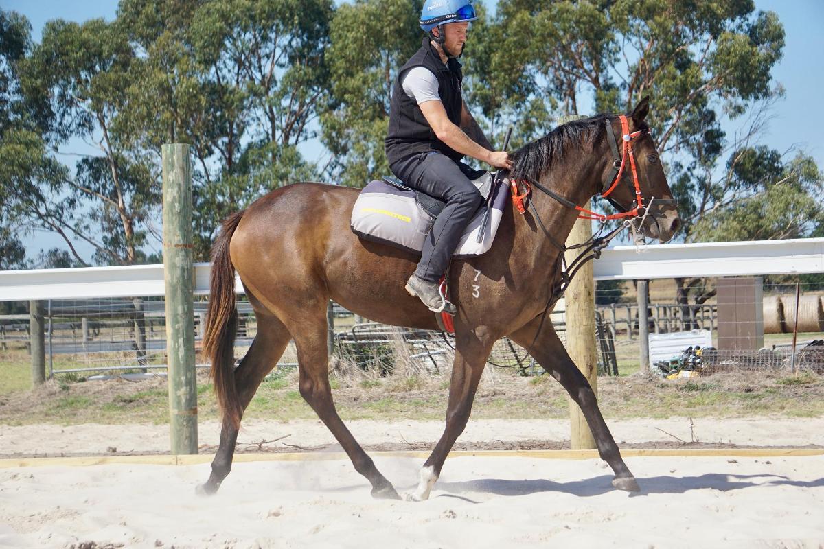 Wild Ruler x Saratoga Treasure (USA) Filly