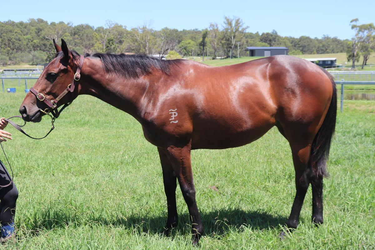 Tassort x Shahad Filly