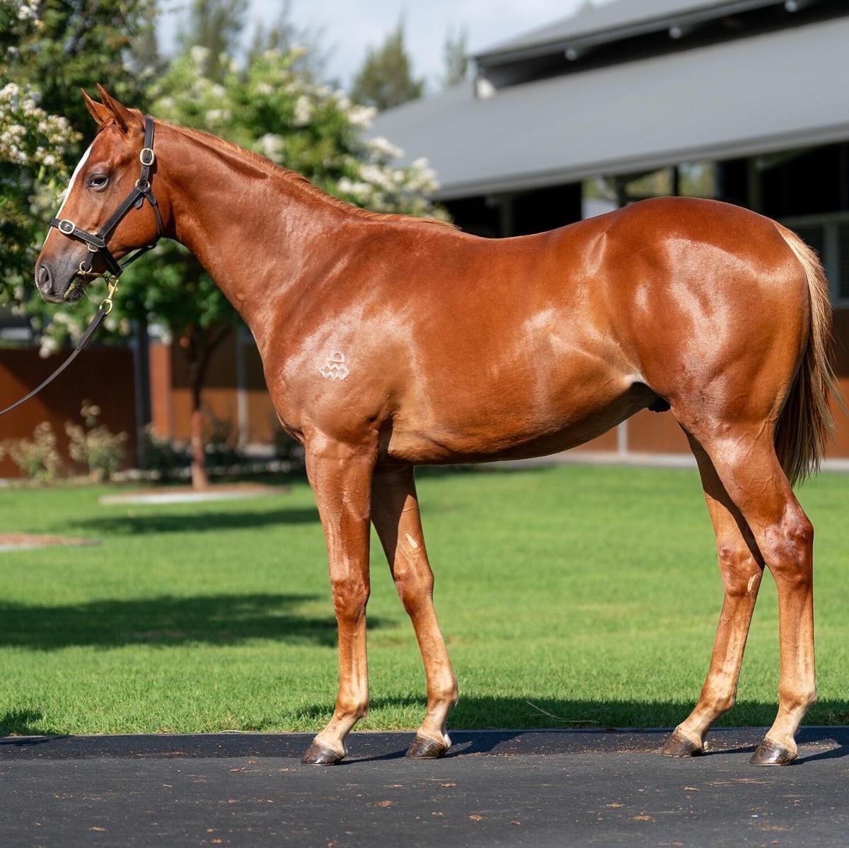 The Autumn Sun x Couronne Colt