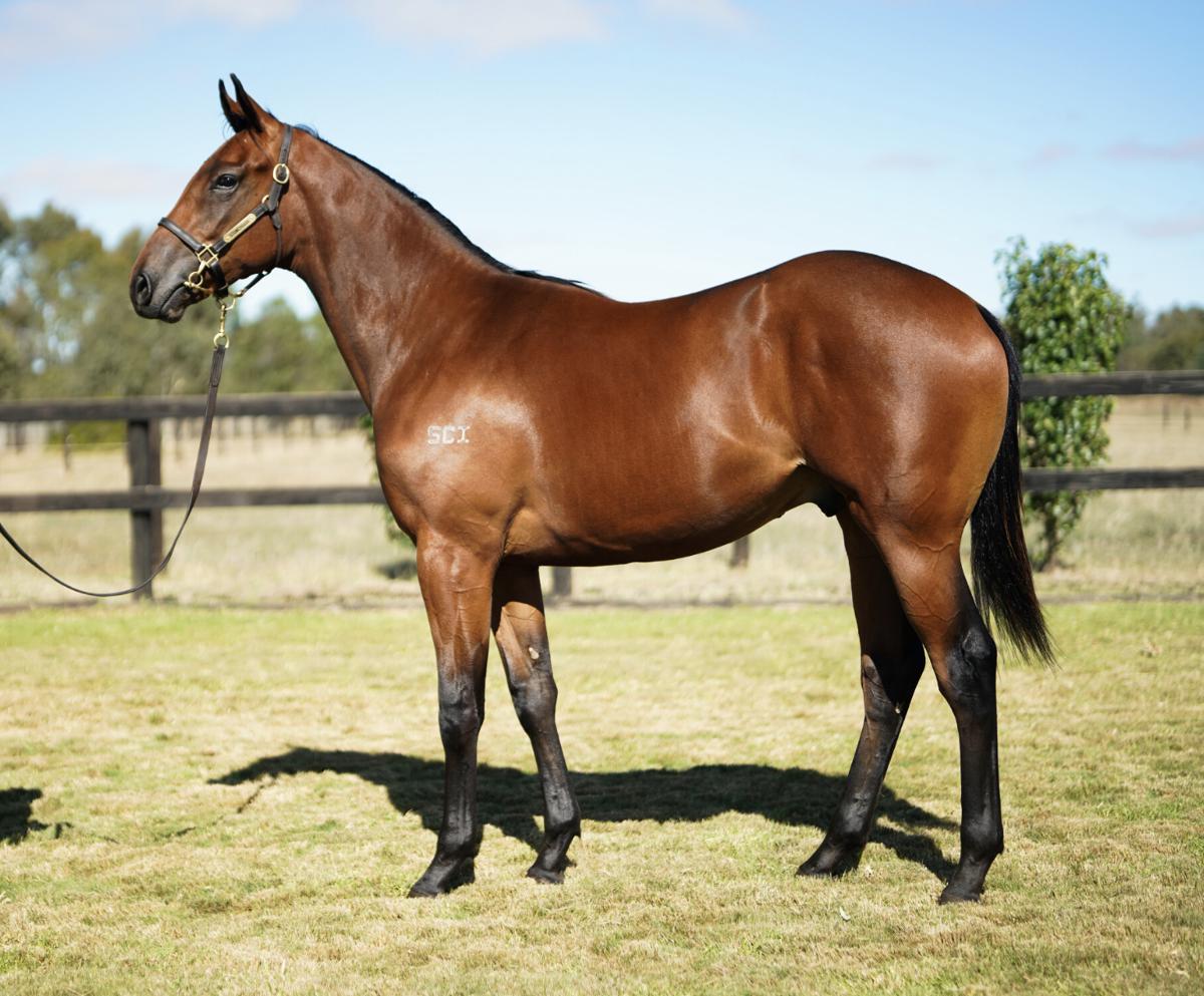horse-image