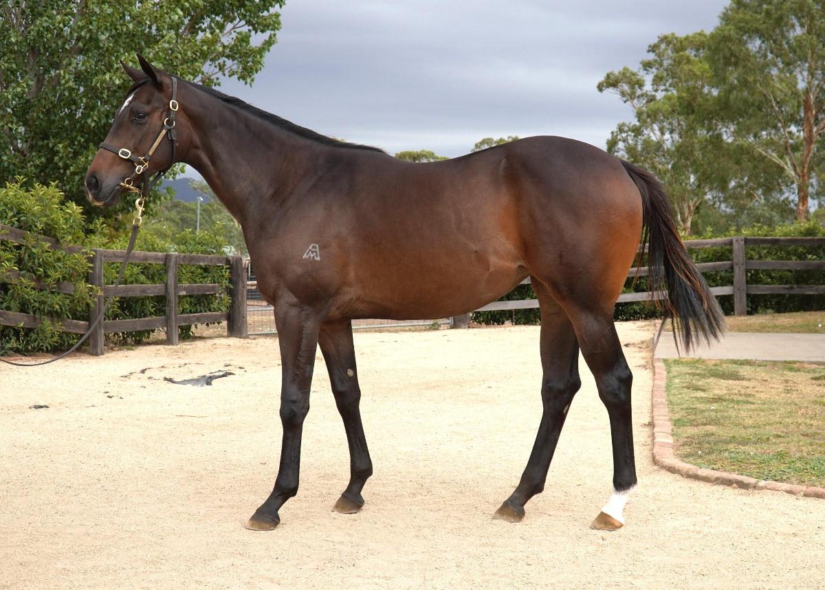 horse-image