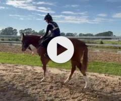 Frankel x Cleanup colt