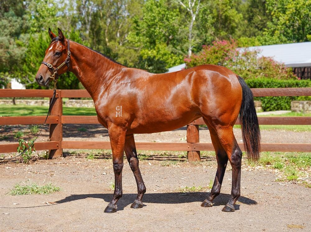 horse-image