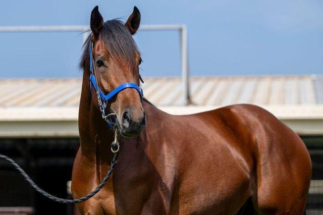 horse-image