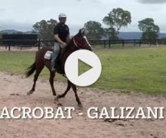 Acrobat / Galizani Colt