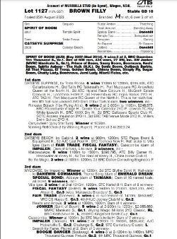 A Filly - Spirit of Boom x Catseye Surprise