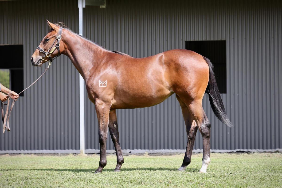 The Autumn Sun x  Military Reign Filly