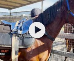 KING'S LEGACY x FRESH HOPE 22 Filly