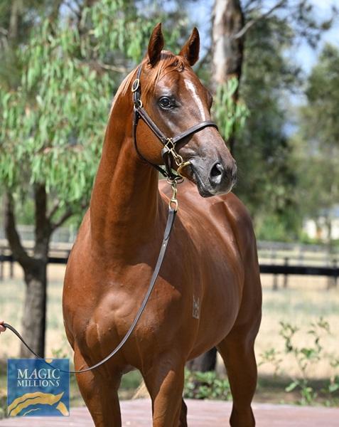 Russian Revolution x Piacenza Colt