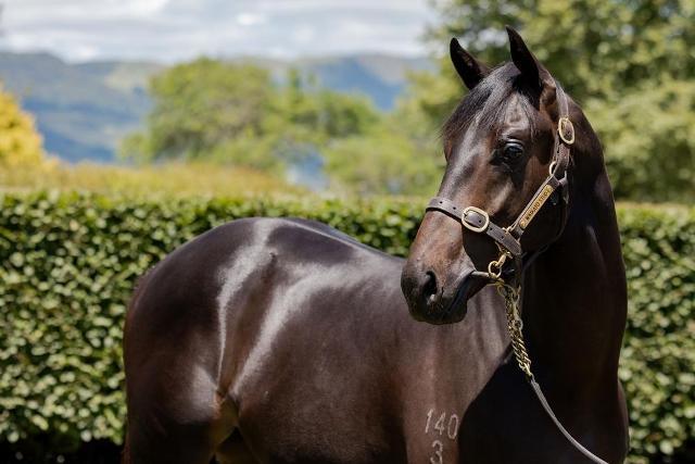 horse-image