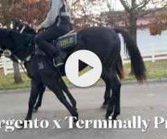 D'Argento x Terminally Pretty