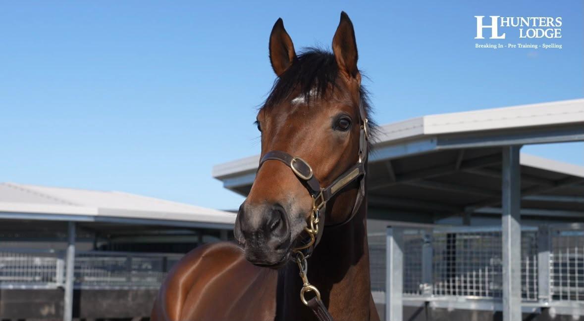 horse-image