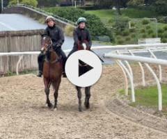 Snitzel/Amiche '24