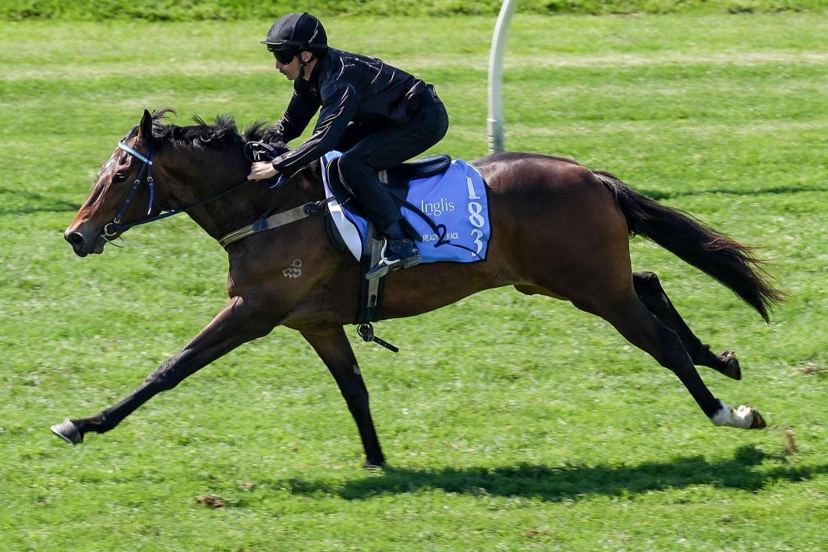 Admire Mars x Aliyana Tilde Colt