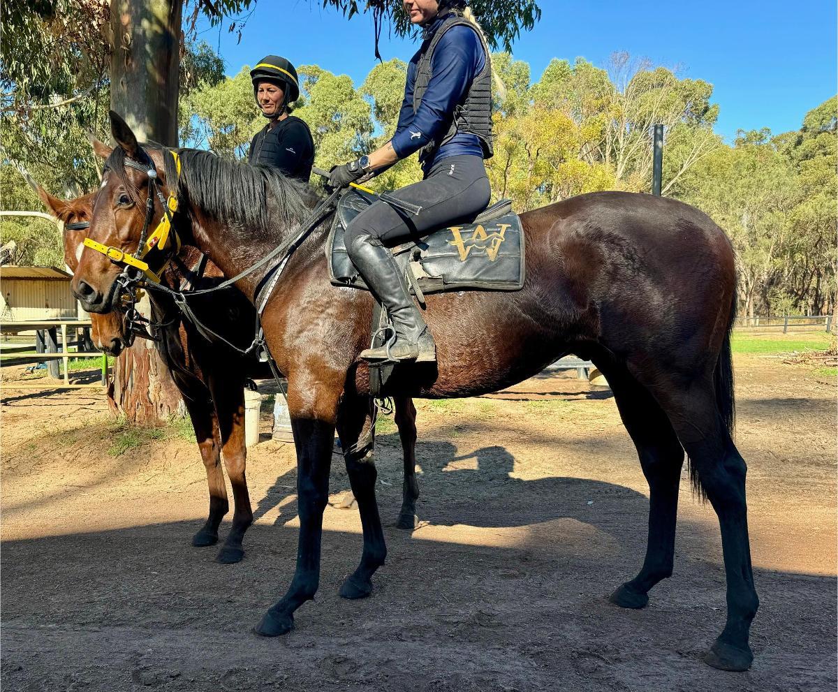 STREAK OF GOD (Playing God 2yo gelding)