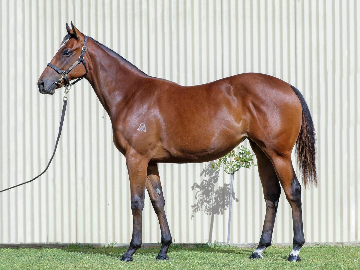 horse-image