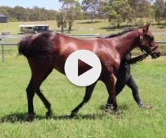 Tassort x Shahad Filly