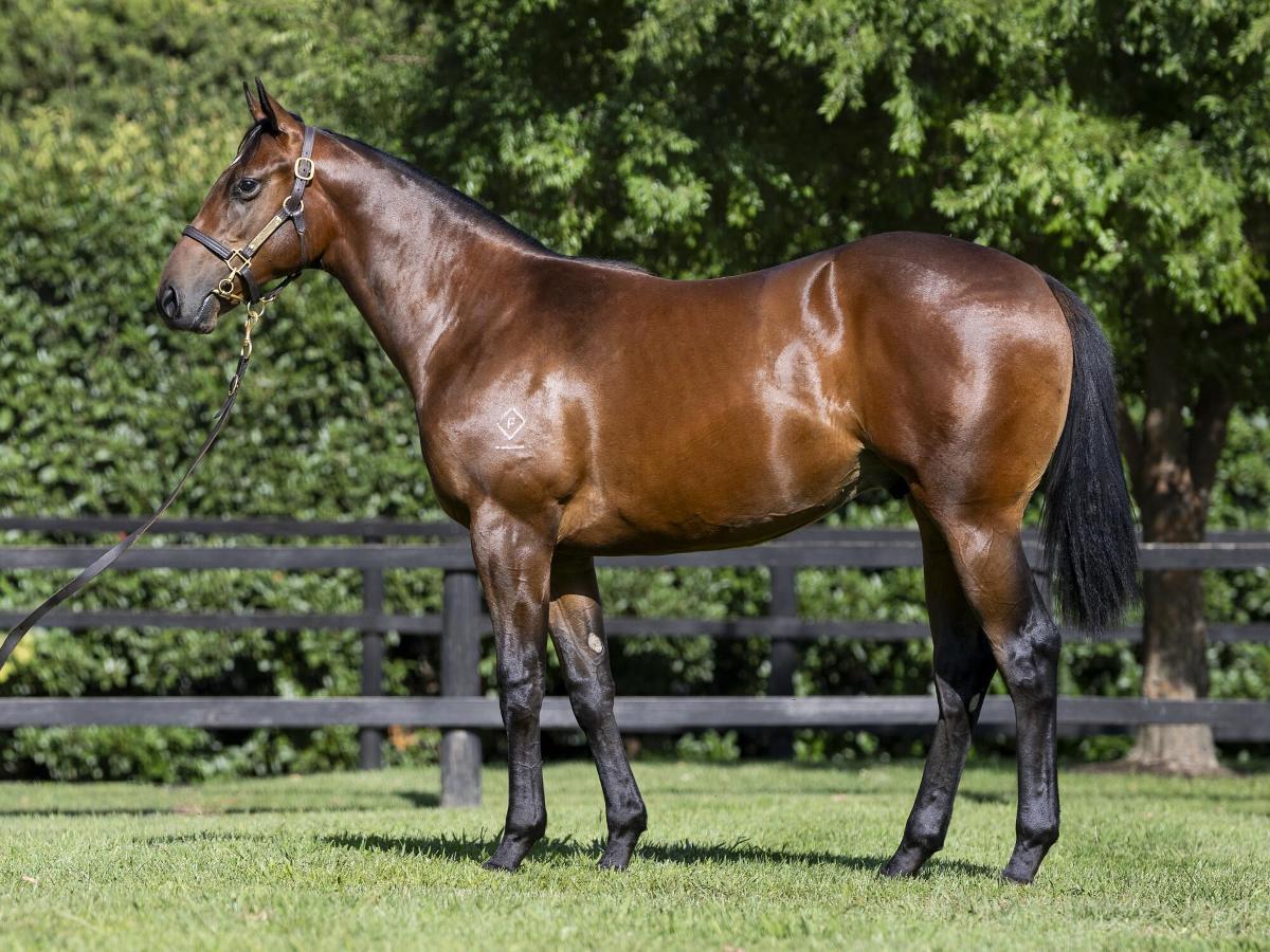 horse-image