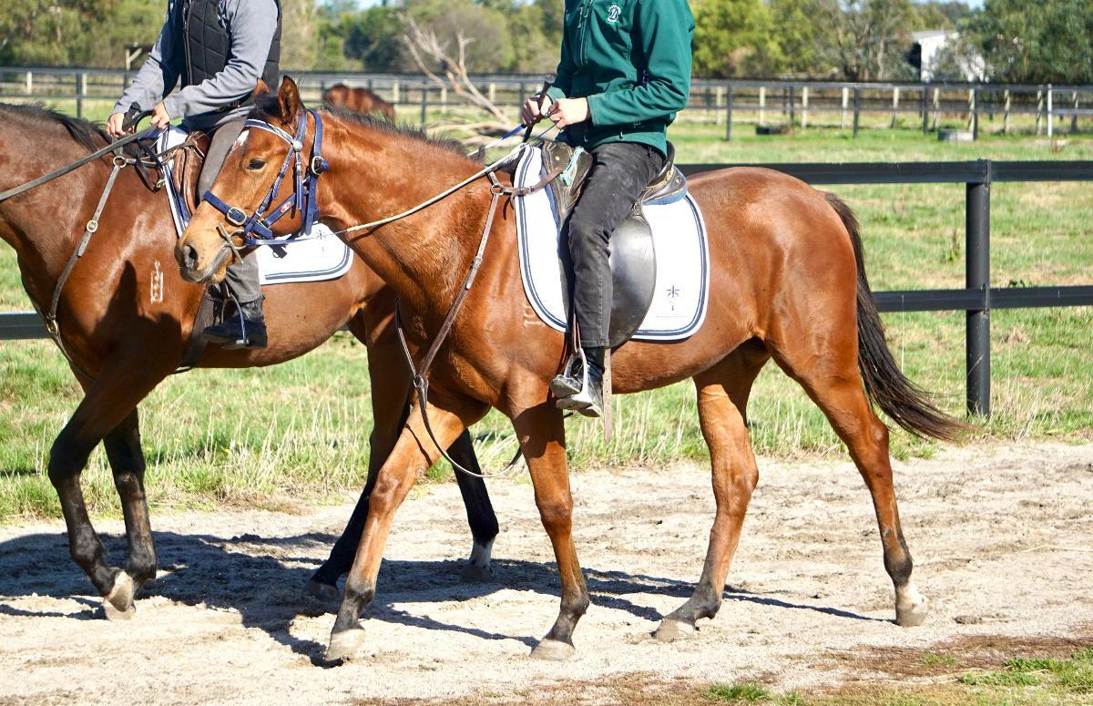 Anders x Madame Trop Vite Filly