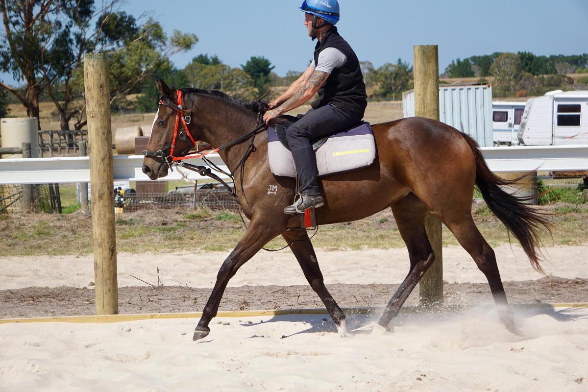Wild Ruler x Saratoga Treasure (USA) Filly