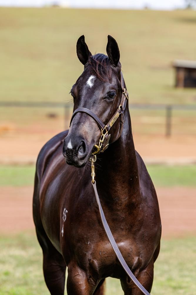 horse-image