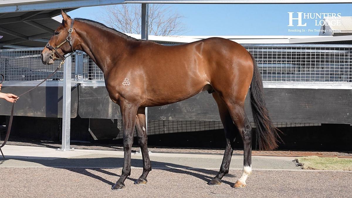 Admire Mars x Aliyana Tilde Colt