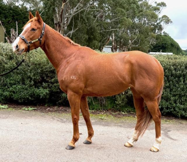 horse-image