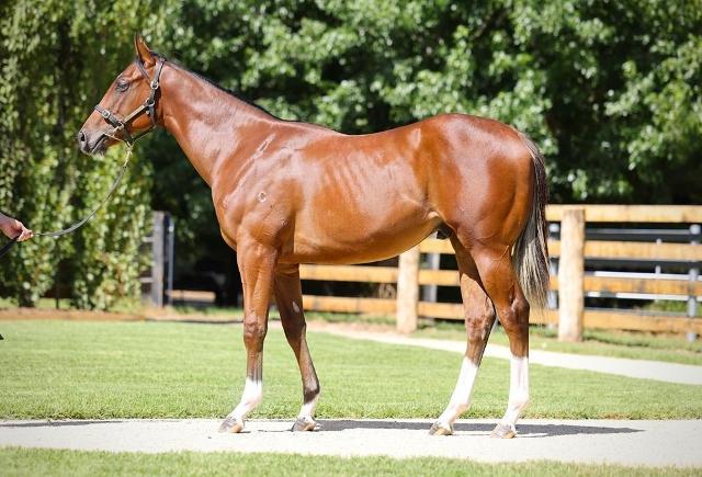 Home Affairs x Ciarlet Colt
