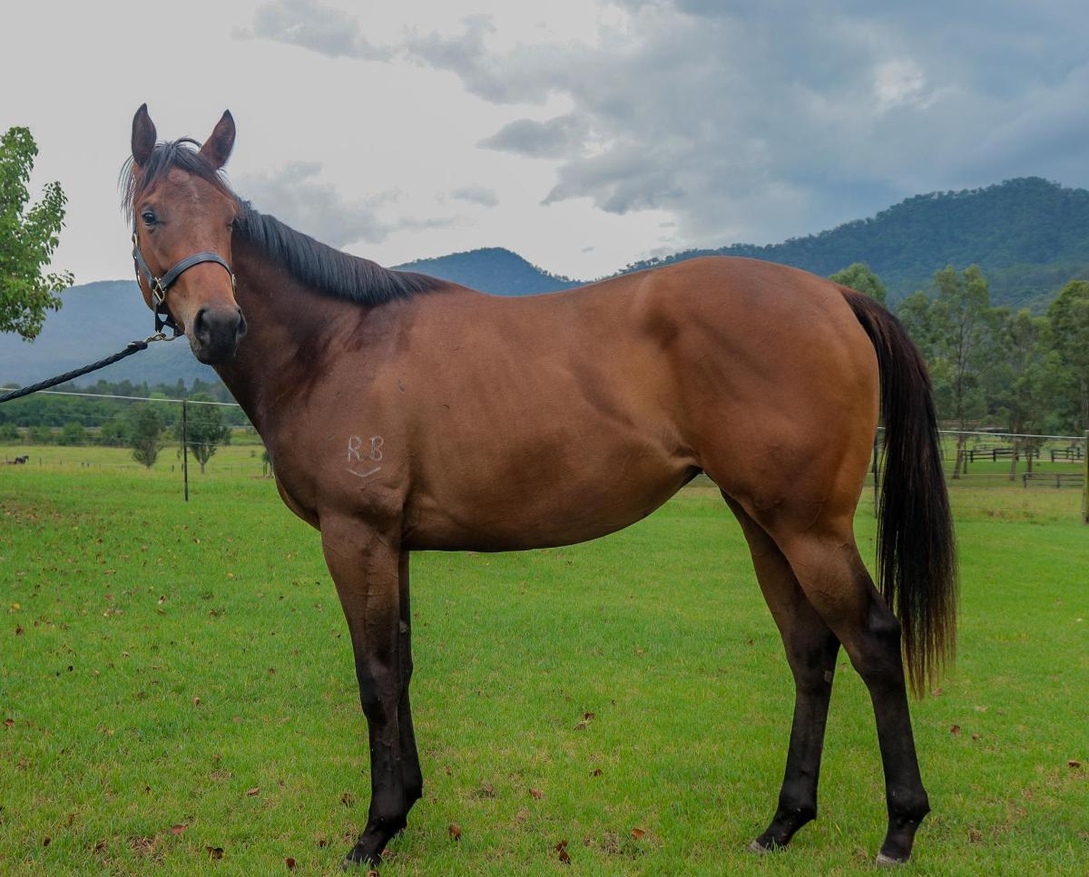 horse-image
