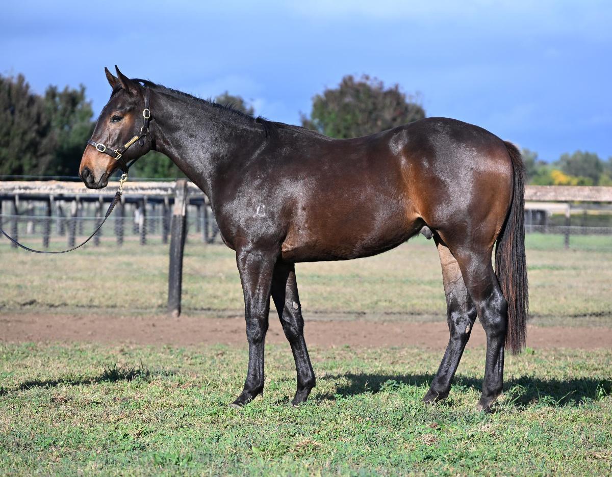 horse-image