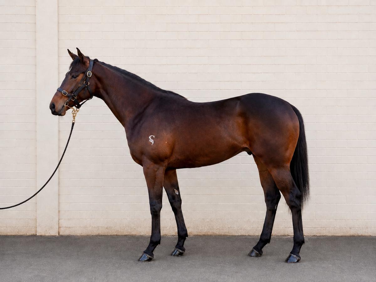 horse-image