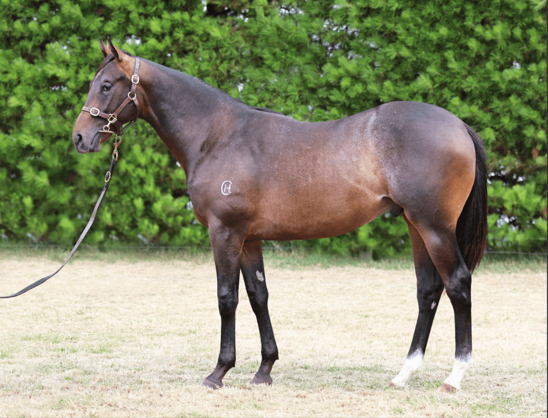 horse-image