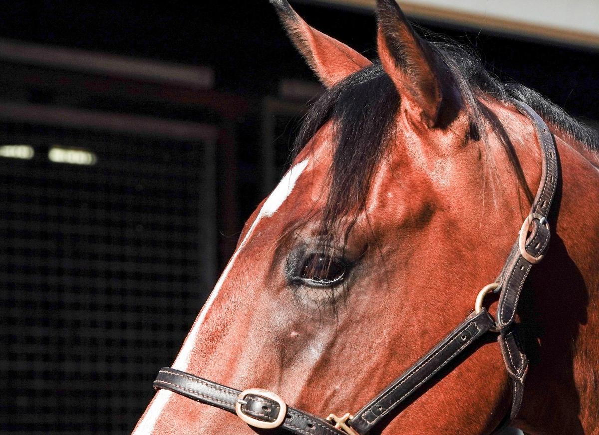 Snitzel/Debonnaire '23