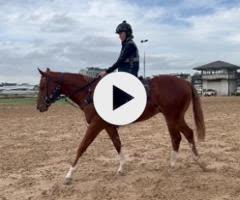 Frankel x Cleanup colt