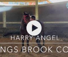 Harry Angel x Kings Brook