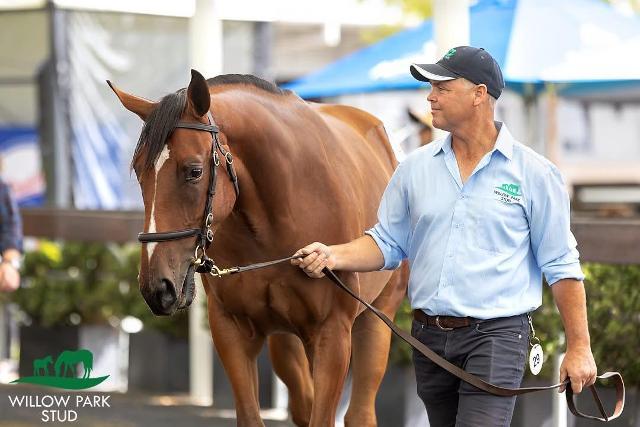Palace Pier Filly