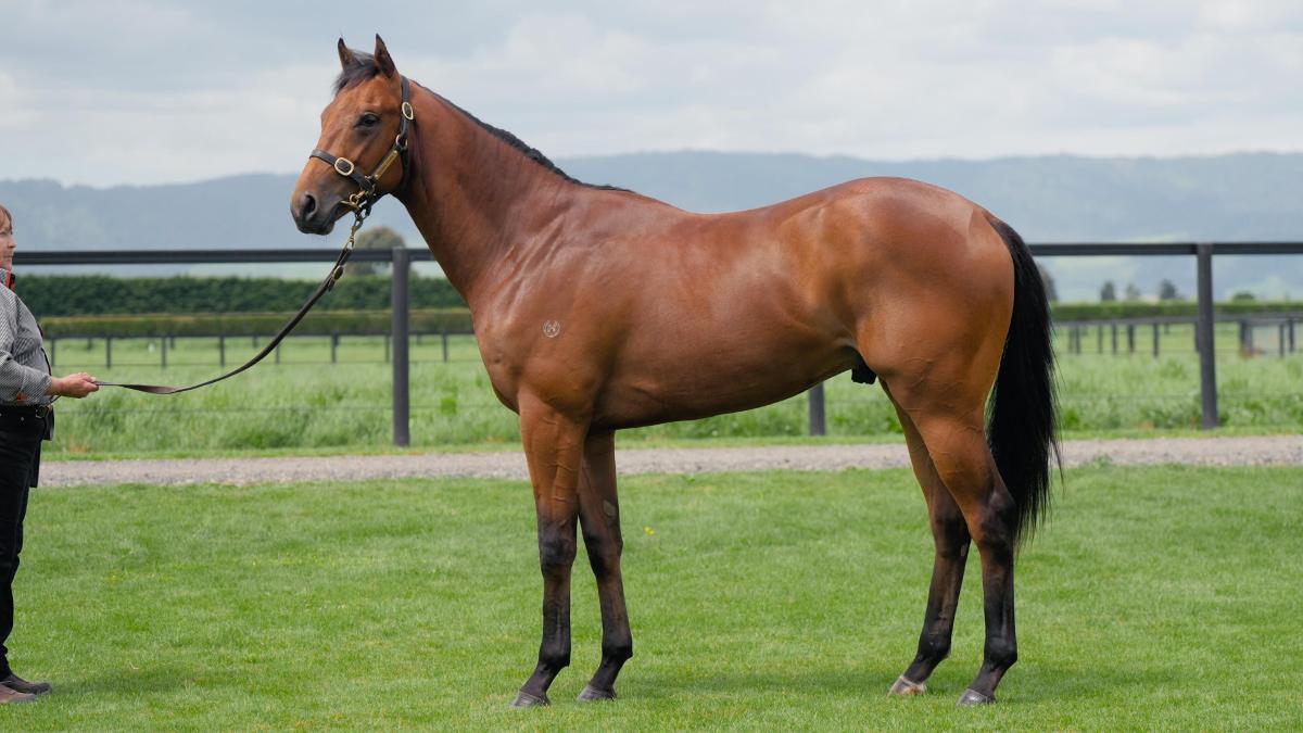 Savabeel x Sorellina