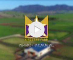 Bull Point x Starsplash