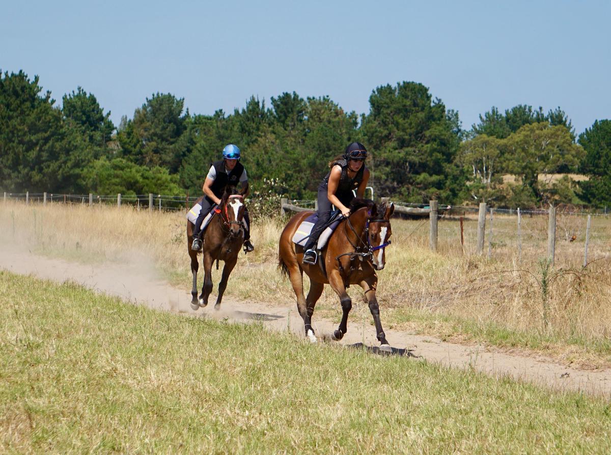 Wild Ruler x Face Forward filly