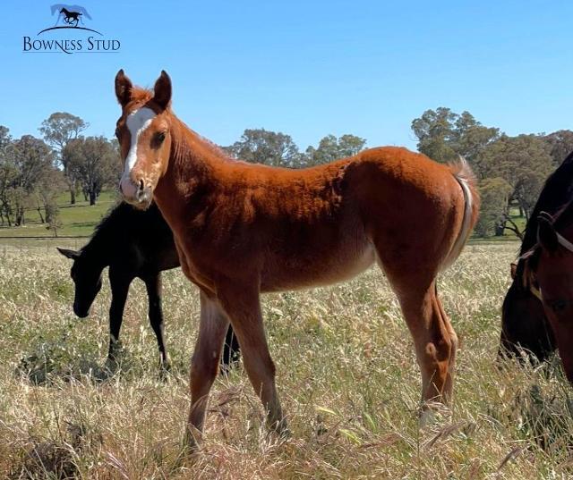 Toronado X Heavenly Bridges