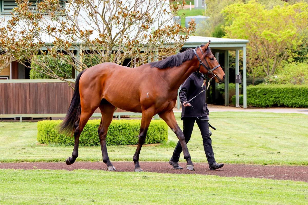 In The Congo 2yo Colt