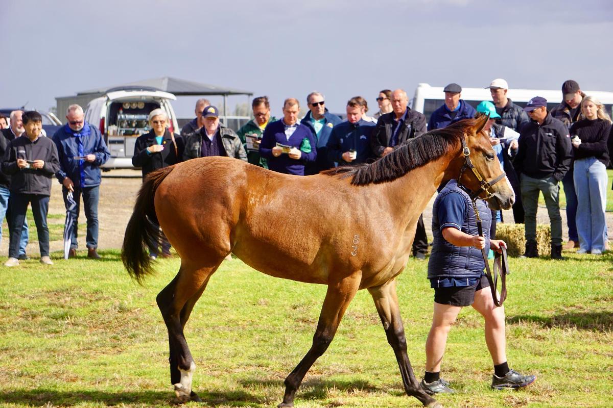 Wild Ruler x Face Forward filly