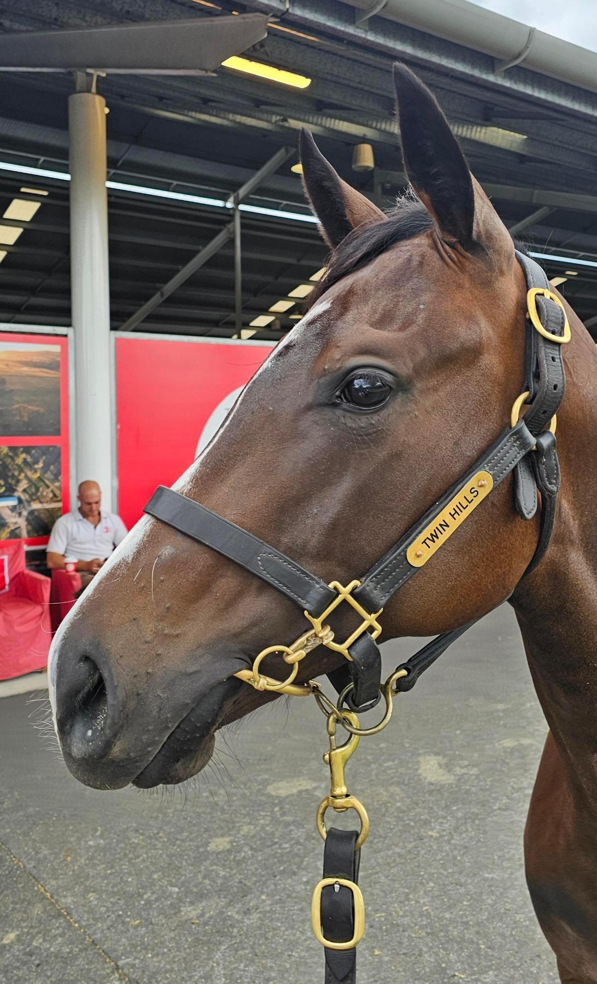 A Filly - Wild Ruler x Firebird Flyer