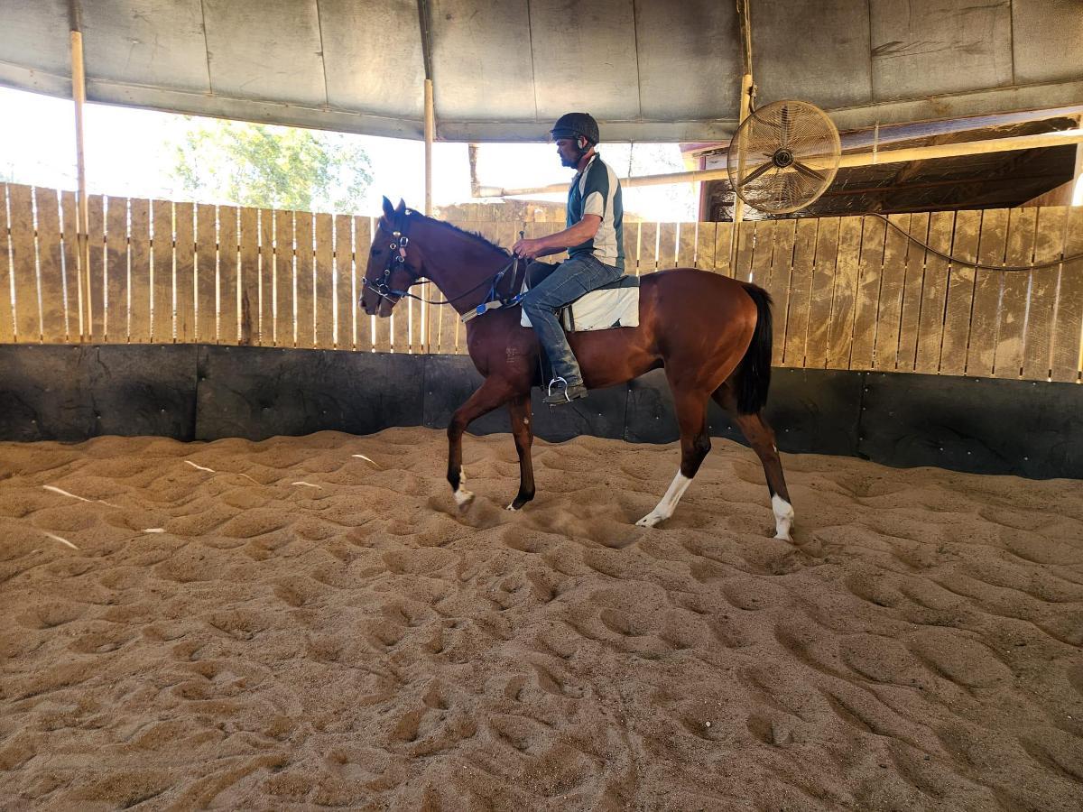 horse-image