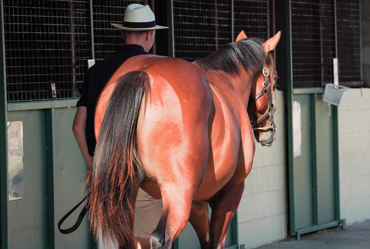 Snitzel/Debonnaire '23